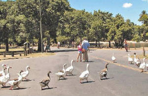 Una postal de los bosques de Palermo