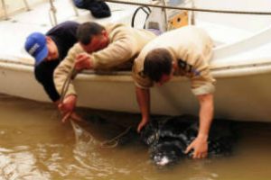 Liberaron a una tortuga gigante