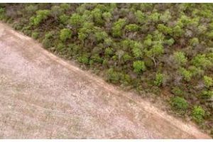 Ambiente alerta por   deforestación