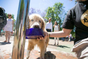 Como prevenir el golpe de calor en mascotas