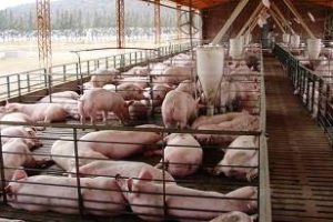 El costo de venderle cerdo a China