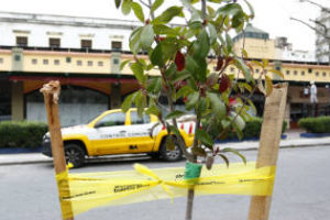 Recoleta: Plantaciones en plazas y veredas