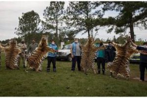 Control Ambiental incautó cueros de felinos