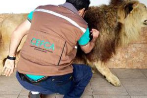 Se Decomisó león taxidermizado