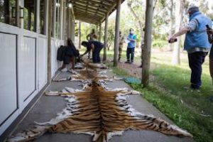 Control Ambiental inspeccionó fauna silvestre