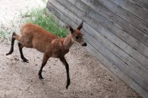 Ambiente rescató un ciervo de los pantanos