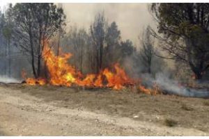 Necesitamos ayuda para proteger nuestros bosques