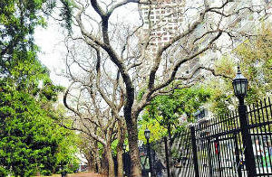 Jacarandá: Buscarán frenar la peste con un fuerte insecticida