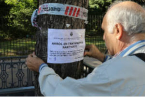 Jacarandás infectados:Comenzó el tratamiento para curarlos