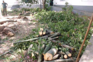 La Comuna 4 taló árboles del Penna