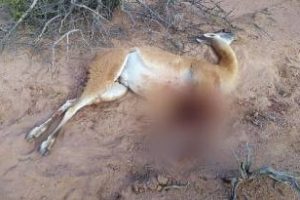 Detuvieron una banda de cazadores furtivos