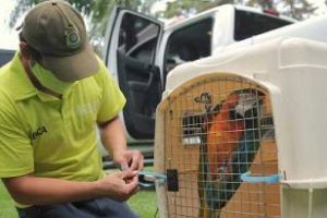 Ambiente trasladó tres guacamayos a su hàbitat