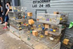 Villa Luro: Desbarataron criadero ilegal de aves