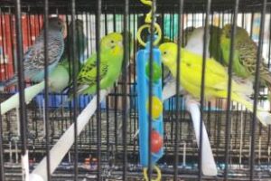 Retiro:Incautaron aves exóticas se ofrecían ilegalmente en veterinaria