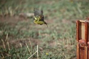 Ambiente:Liberó cardenales amarillos rescatados del comercio ilegal  