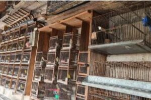 Mataderos:Rescataron animales de un criadero ilegal