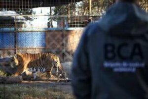 Ambiente:Rescató un tigre y una leona en allanamiento