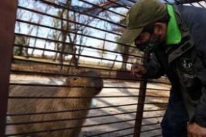 Ambiente convocará a centros de rescate de fauna silvestre