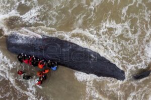 Ambiente creó la red de asistencia y rescate de fauna marina