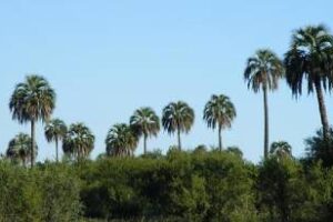 Ambiente:Se creará el Parque Nacional Selva Montiel