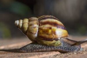 Capacitación orientada a la comunicación de especies exóticas