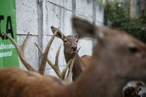 Ambiente decomisó productos de fauna silvestre durante allanamientos