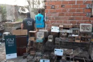 Desbaratan red de caza de aves,dos detenidos y 50 pájaros recuperados