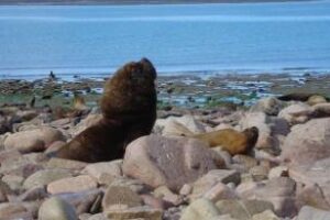 Islote Lobos, cada vez más cerca de ser parque nacional