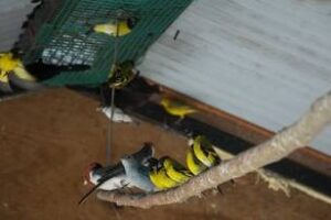 Costanera Sur: Ambiente liberó aves autóctonas en la Reserva Ecológica