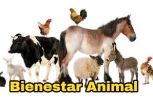 Ambiente comenzó el debate para garantizar el bienestar animal