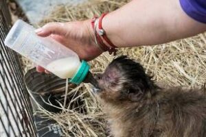 Temperley: Bienestar animal ambiente decomisó dos monos de un domicilio