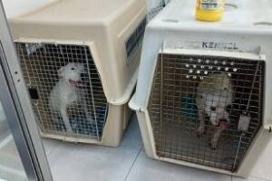 Villa Devoto:Rescatan tres perras,de un criadero ilegal