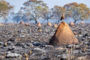 Ambiente lidera un equipo de trabajo para el rescate de fauna silvestre