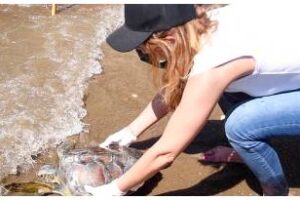 Ambiente participó en la reinserción de cinco tortugas marinas