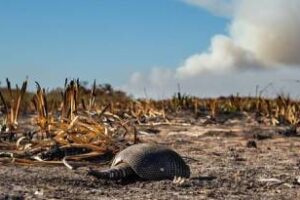 Ambiente continúa con la asistencia a la fauna silvestre en Corrientes