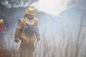 COFEMA instó a las provincias a avanzar a las brigadas forestales