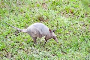 Se fortalece la asistencia al rescate de fauna silvestre en Corrientes