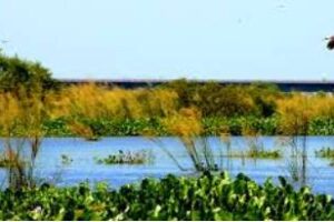 Ambiente:Anunció la elaboración del proyecto de ley de humedales