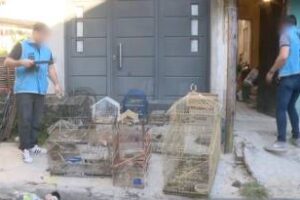 Soldati: Detenido por maltrato Animal rescataron 25 aves en su propiedad