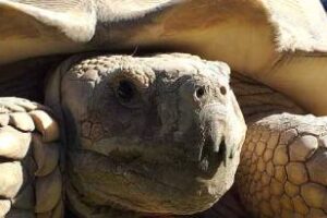 Se rescató un ejemplar de tortuga terrestre gigante, en San Rafael