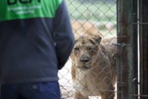 Justicia falló a favor de Ambiente,por tráfico de fauna