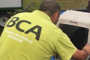 Ambiente asistió a un gavilán afectado por el humo de los incendios