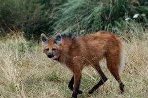 Nación: Comenzó el primer Foro Federal de Bienestar Animal