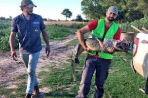 Medio Ambiente rescató dos yacarés negros en Corrientes