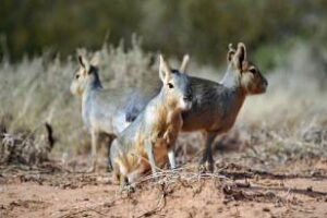 Se realizará un nuevo encuentro del Foro Federal de Bienestar Animal