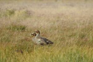Cauquenes comunes, reales y aves endémicas en Argentina
