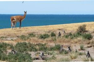 Ambiente:Impulsa la creación de nuevos parques nacionales