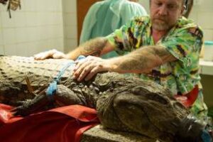 La Brigada de Control Ambiental continúa con el rescate de animales