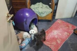 Caballito:Rescatan perros de un criadero ilegal hay detenidos