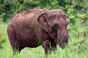 Ambiente: Consultará a la Justicia para trasladar dos elefantas a Brasil